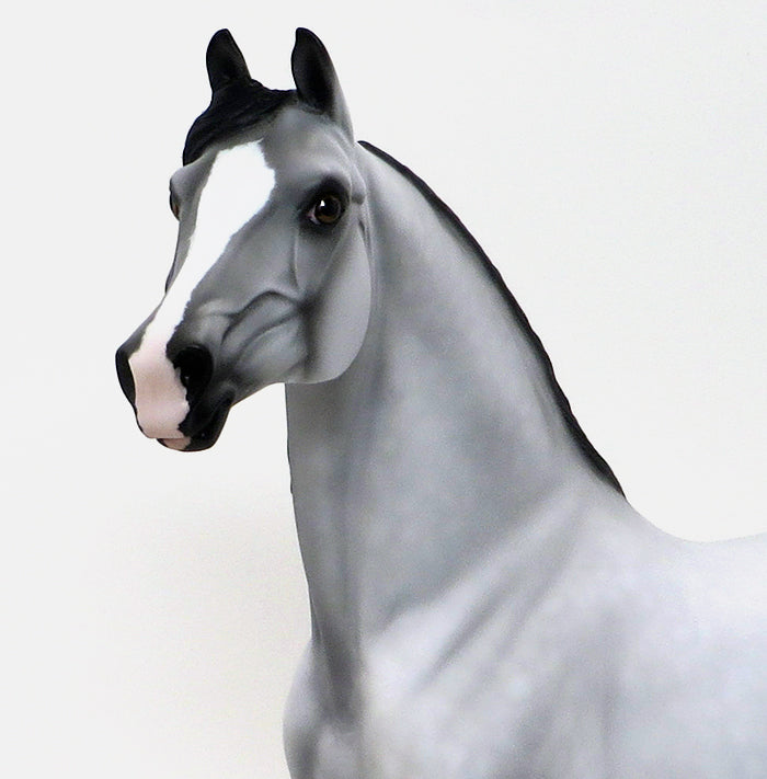 CAPTAIN-LIGHT DAPPLE GREY MORGAN-OOAK 10/7