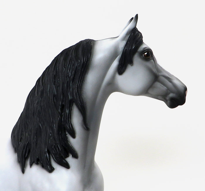 CAPTAIN-LIGHT DAPPLE GREY MORGAN-OOAK 10/7