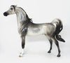 dapple grey arabian 