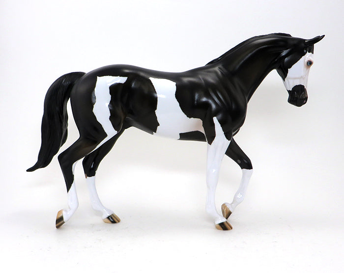 PEARCE-BLACK PINTO THOROUGH BRED-OOAK 10/2