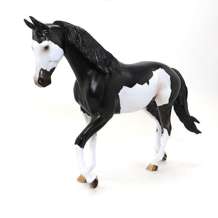 PEARCE-BLACK PINTO THOROUGH BRED-OOAK 10/2