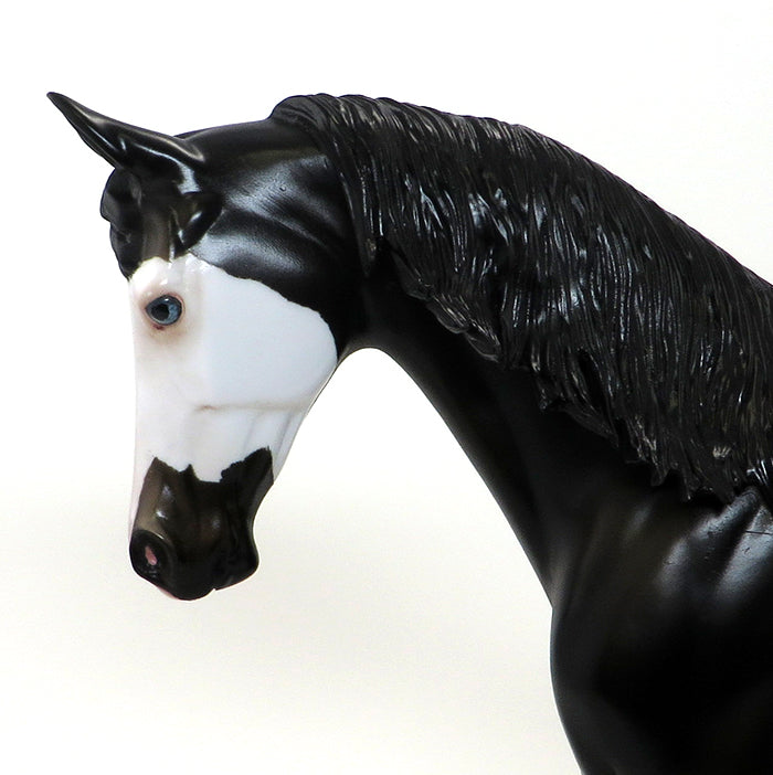PEARCE-BLACK PINTO THOROUGH BRED-OOAK 10/2