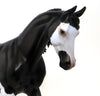 PEARCE-BLACK PINTO THOROUGH BRED-OOAK 10/2