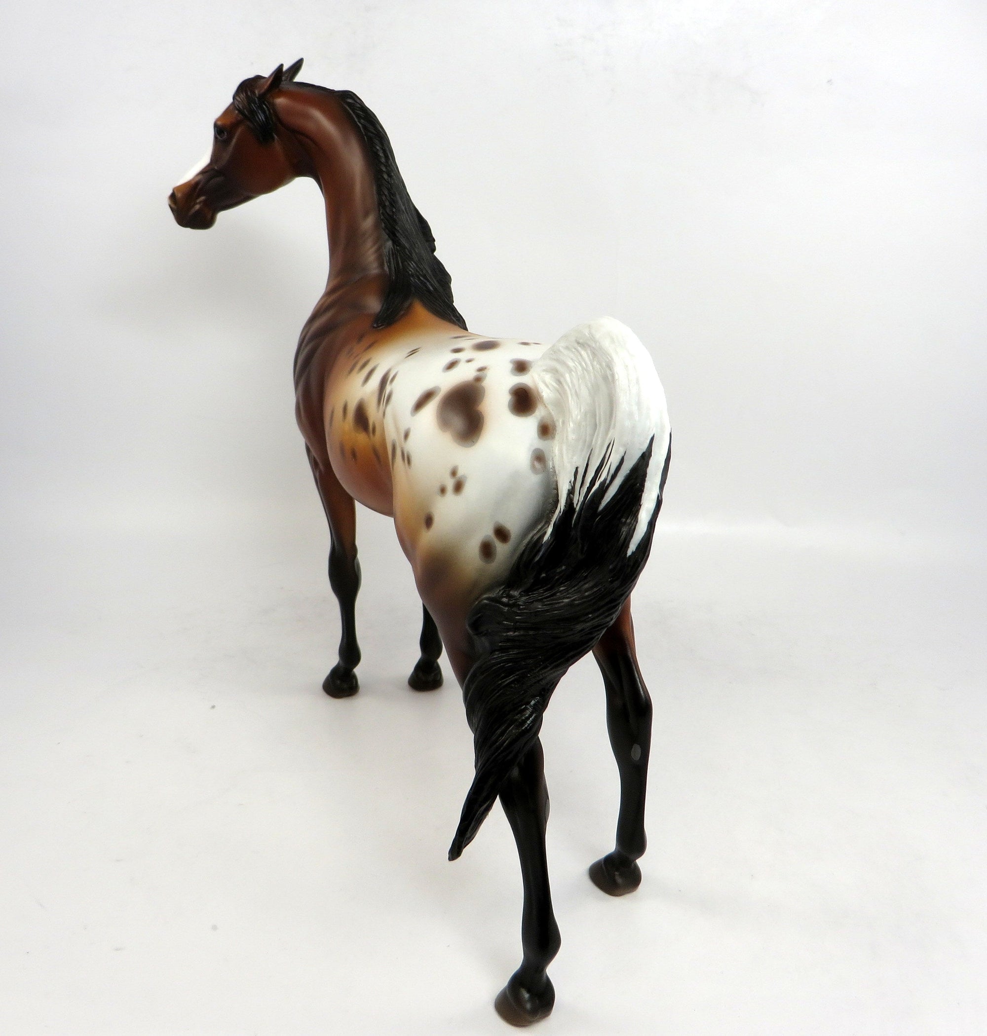 APPALOOSA