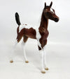 baby horse