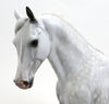 KODA-DAPPLE GREY- TENNESSEE WALKER-OOAK-10/15
