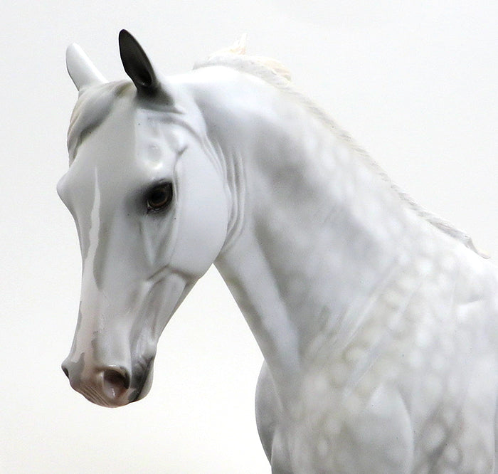 KODA-DAPPLE GREY- TENNESSEE WALKER-OOAK-10/15