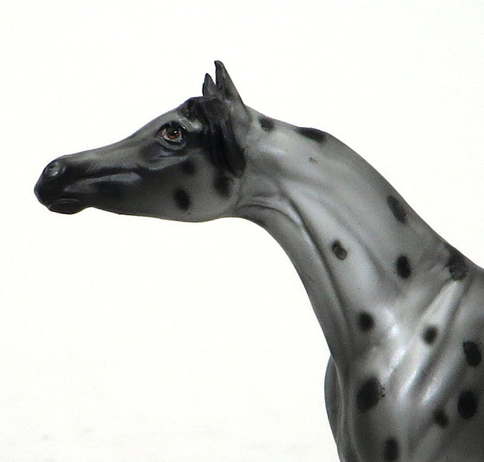 OOAK APPALOOSA ARABIAN