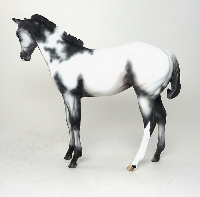 appaloosa weanling traveler