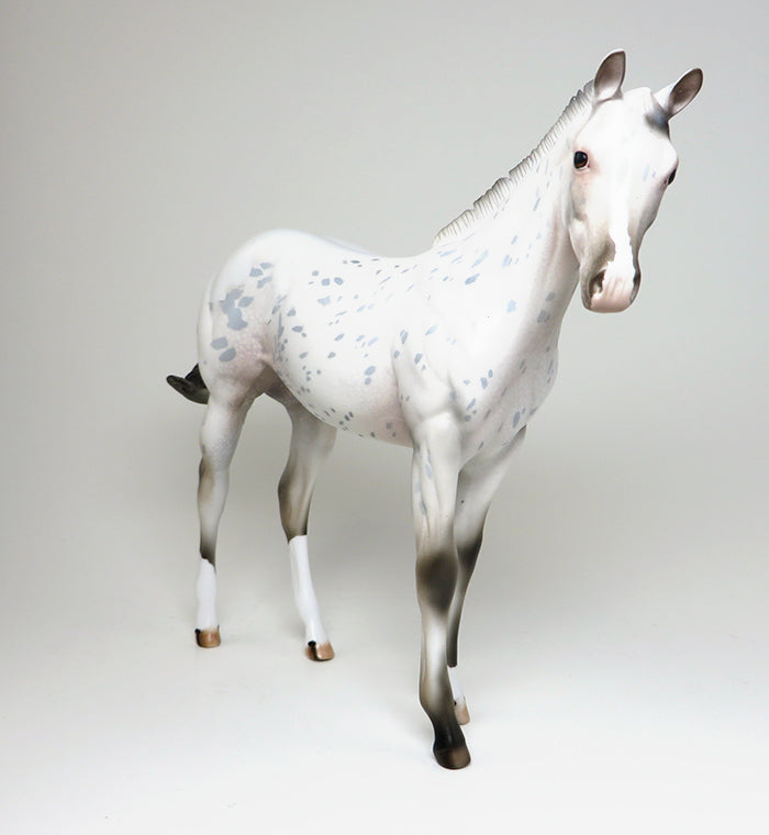 APPALOOSA WEANLING 
