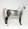 GREY ARABIAN