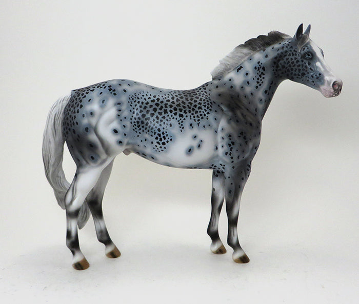 Appaloosa ISH