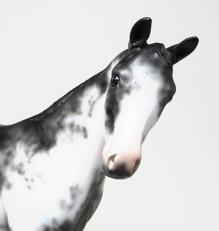 APPALOOSA