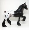 appaloosa trotting drafter 