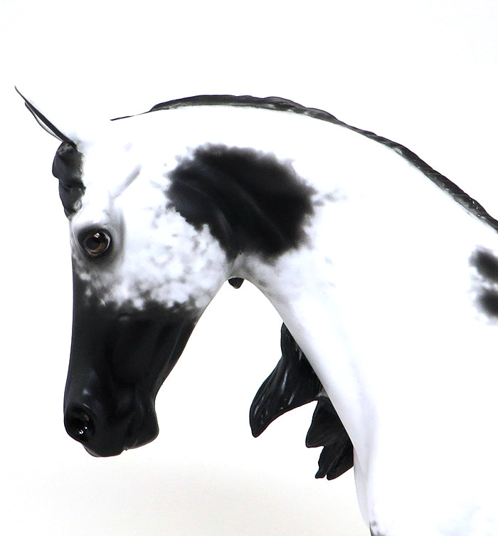 LLAGO-BLACK AND WHITE PINTO-THOROUGHBRED-OOAK-10/22
