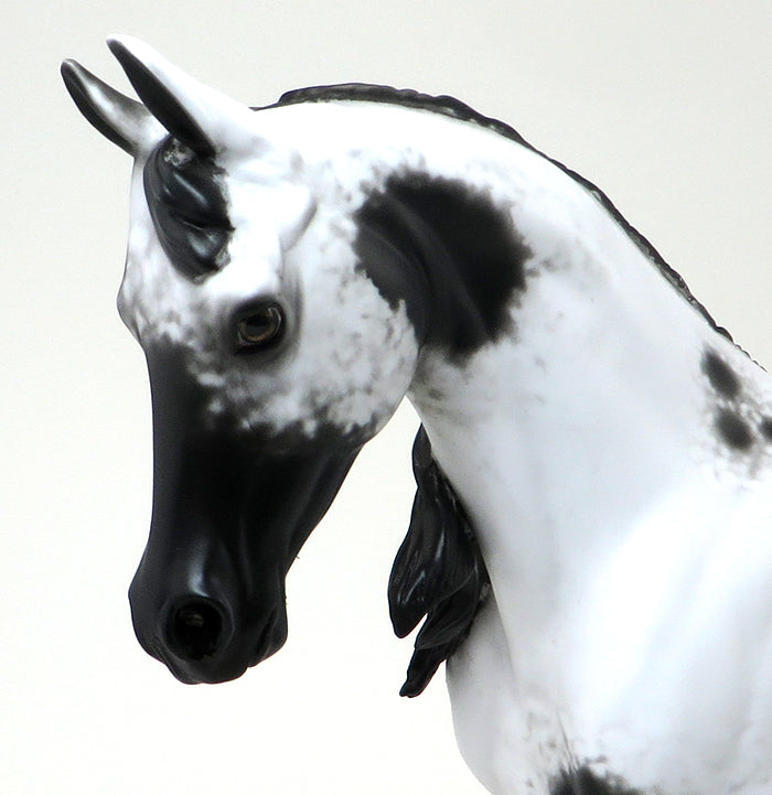 LLAGO-BLACK AND WHITE PINTO-THOROUGHBRED-OOAK-10/22