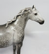quarter horse 