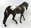 Bay Appaloosa