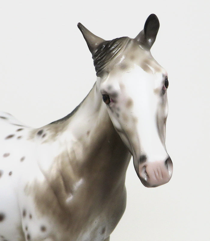 ROAN APPALOOSA