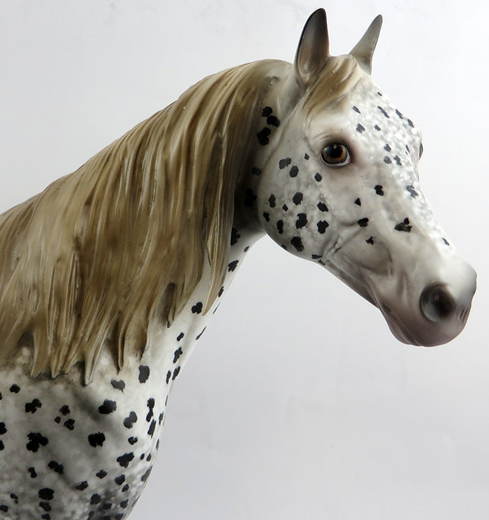 appaloosa