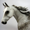 BELLAMY~OOAK STAR DAPPLE GREY PALOUSE MODEL HORSE BY SHERYL LEISURE 6/16/17