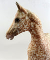 appaloosa