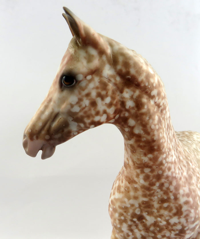 appaloosa
