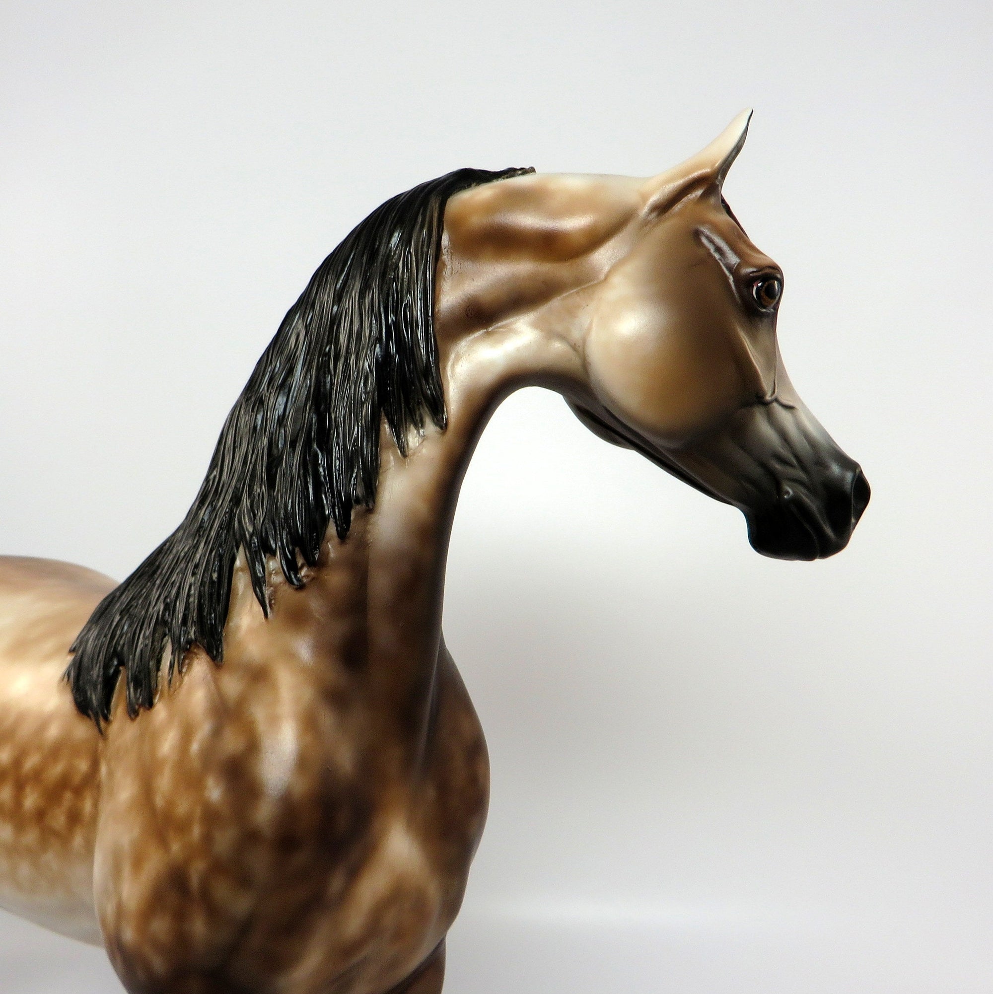 CONCERTO~OOAK STAR DAPPLE BUCKSKIN ARABIAN MODEL HORSE BY SHERYL LEISURE 6/16/17