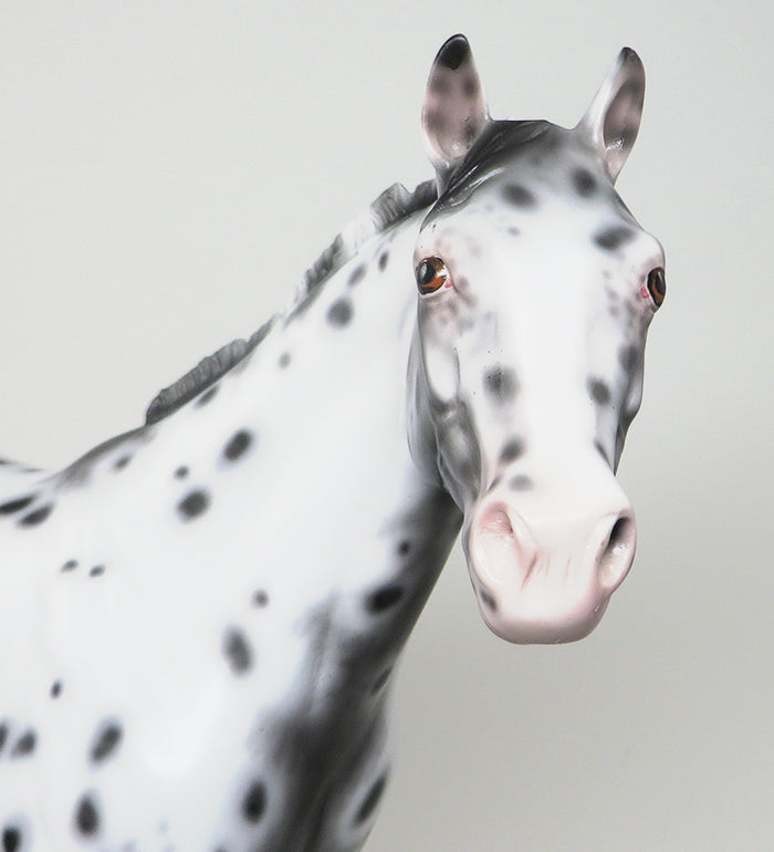 APPALOOSA