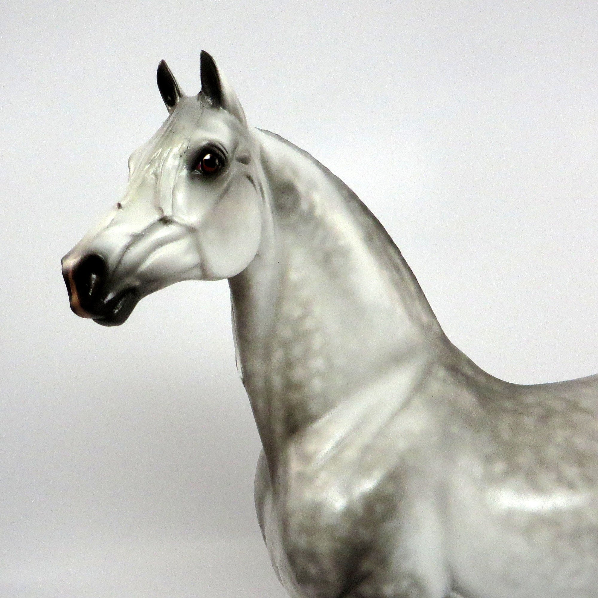 PAVANE~OOAK STAR DAPPLE MORGAN MODEL HORSE BY SHERYL LEISURE  6/16/17