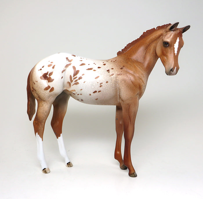 appaloosa weanling