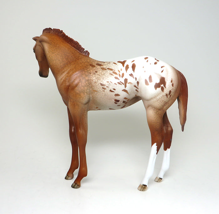 cher appaloosa weanling