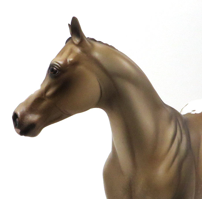 BUCKSKIN APPALOOSA MARE