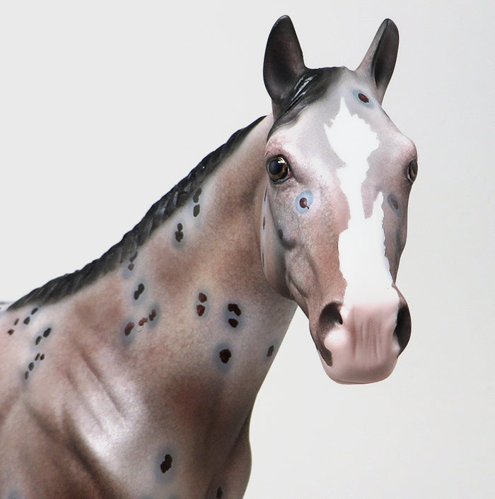 GOOD RIDE - OOAK BAY APPALOOSA - 10/23