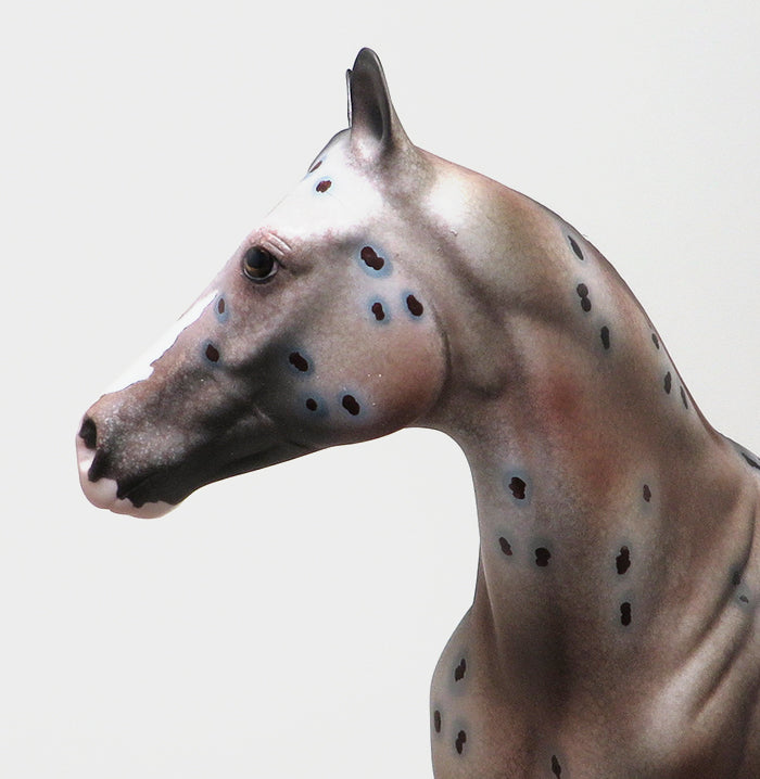 GOOD RIDE - OOAK BAY APPALOOSA - 10/23