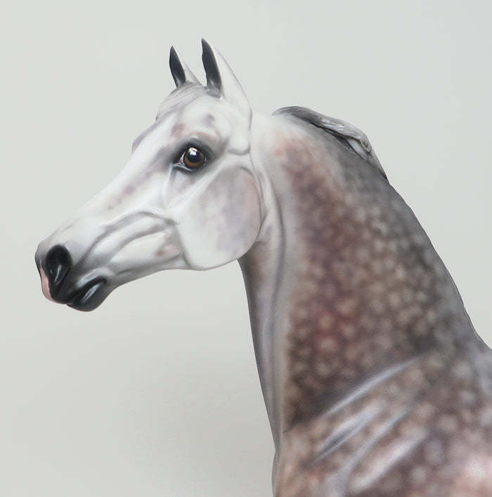 CANDID PHOTO - OOAK DAPPLE ROSE GREY MORGAN MODEL HORSE by SHERYL LEISURE - 2/12