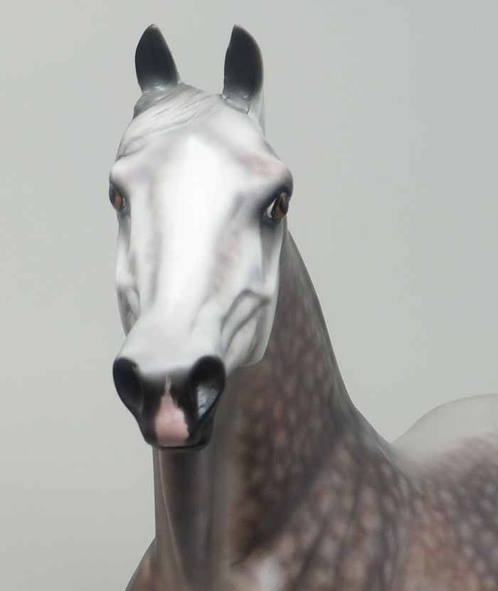CANDID PHOTO - OOAK DAPPLE ROSE GREY MORGAN MODEL HORSE by SHERYL LEISURE - 2/12