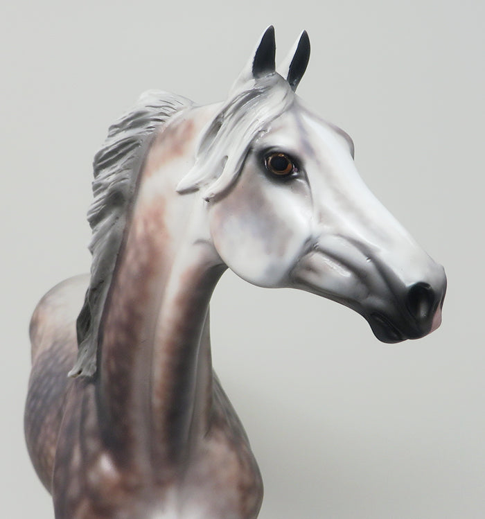 CANDID PHOTO - OOAK DAPPLE ROSE GREY MORGAN MODEL HORSE by SHERYL LEISURE - 2/12