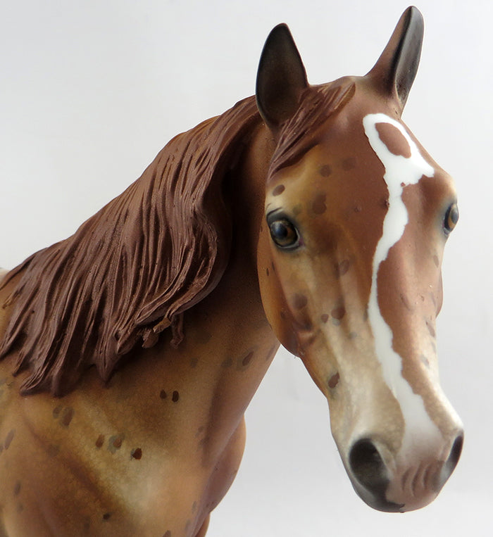 appaloosa
