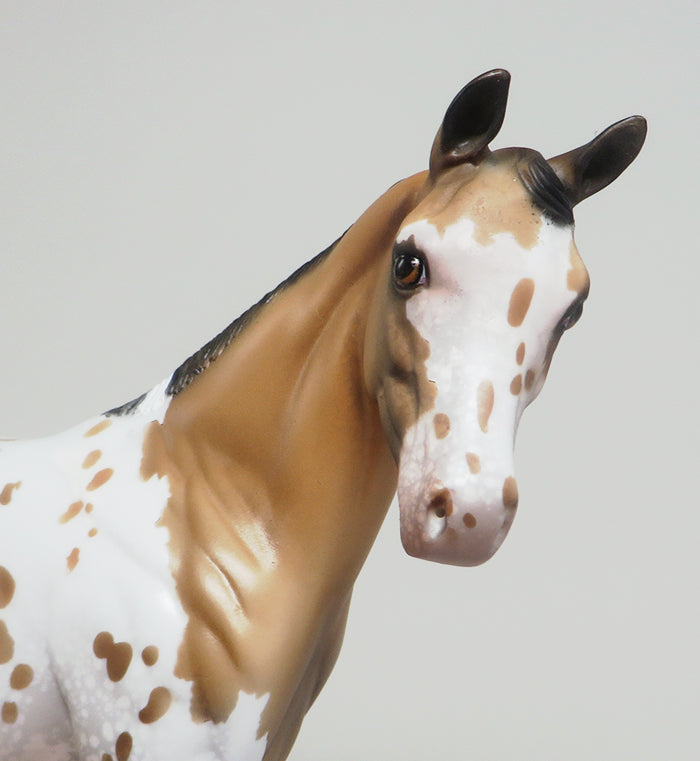 BUCKSKIN APPALOOSA