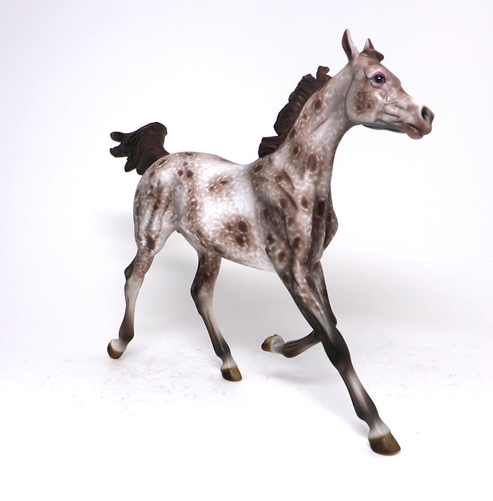 LACEY CHESTNUT APPALOOSA