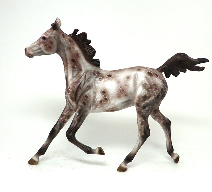 APPALOOSA YEARLING