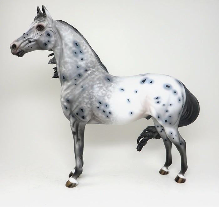 dokken appaloosa morgan
