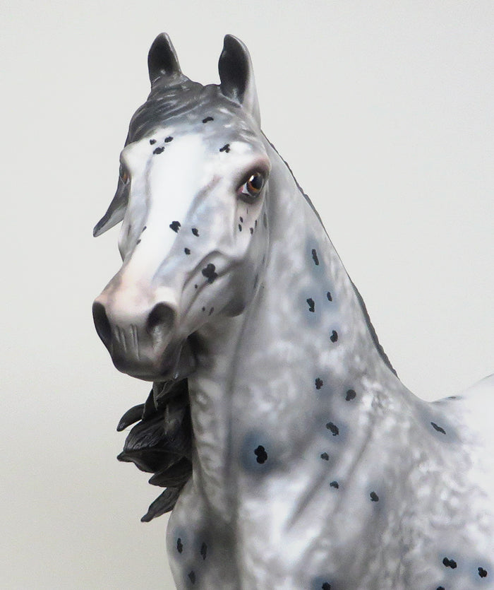 DOKKEN - OOAK CM APPALOOSA MORGAN MODEL HORSE by AL - 2/16