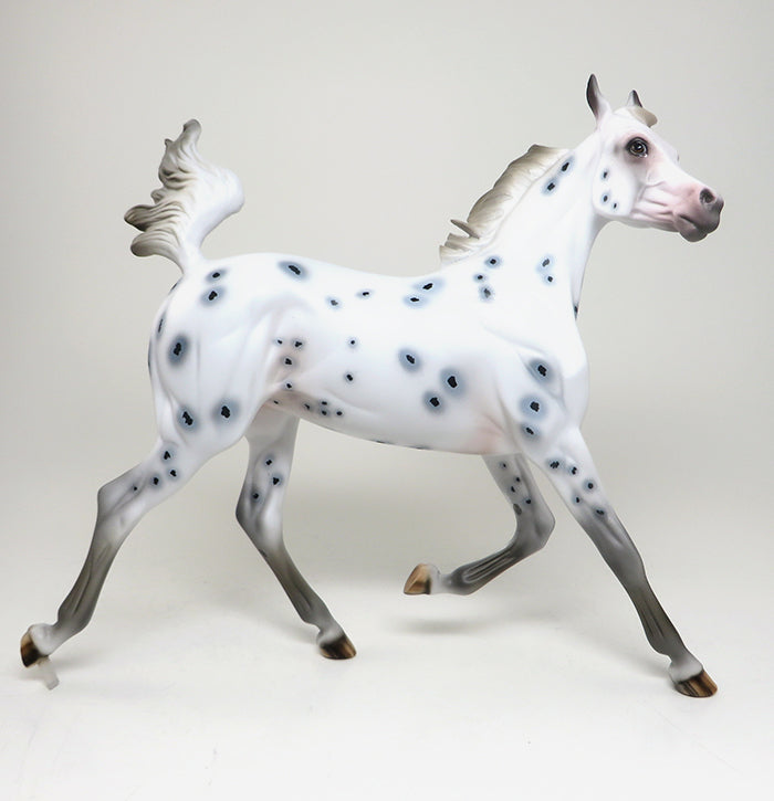 appaloosa yearling inxs