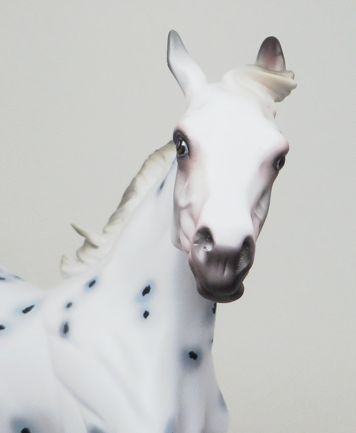 INXS - OOAK APPALOOSA YEARLING MODEL HORSE by AL - 2/16