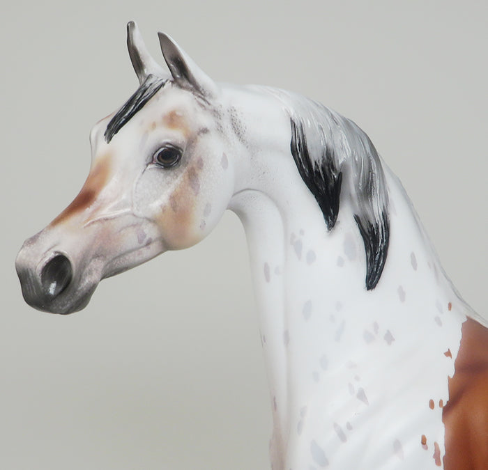 appaloosa arabian