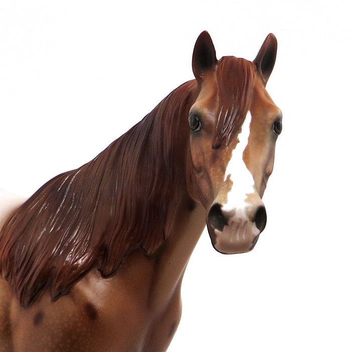 Model Ideal Stock Horse