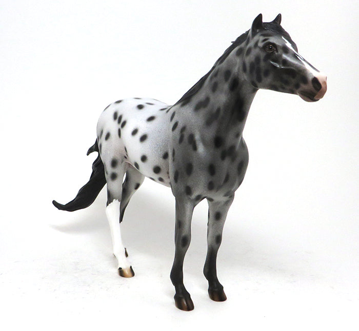 LOUD APPALOOSA MUSTANG