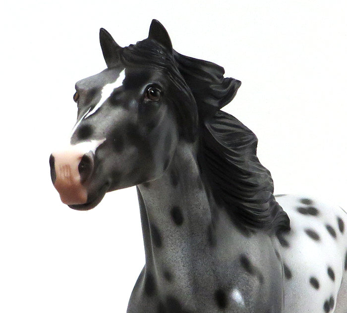 APPALOOSA SPANISH MUSTANG